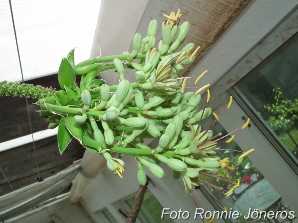 blommande Agave viktoria på gammal blomstängel